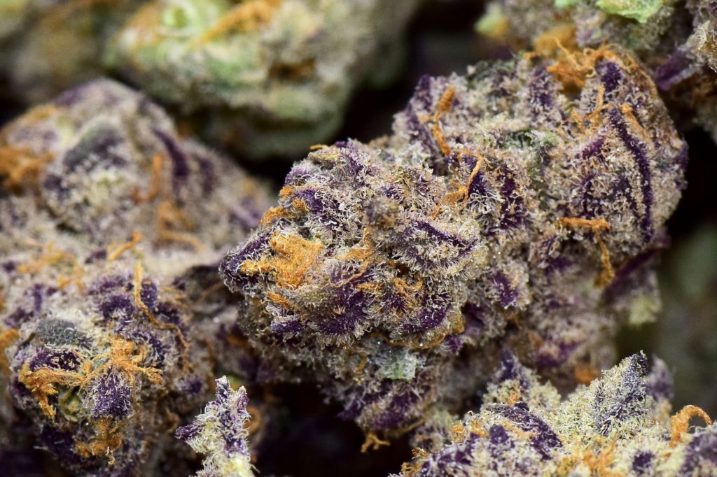 purple-punch-strain-best-weed-ever-dispensary-quality-cannabis-the