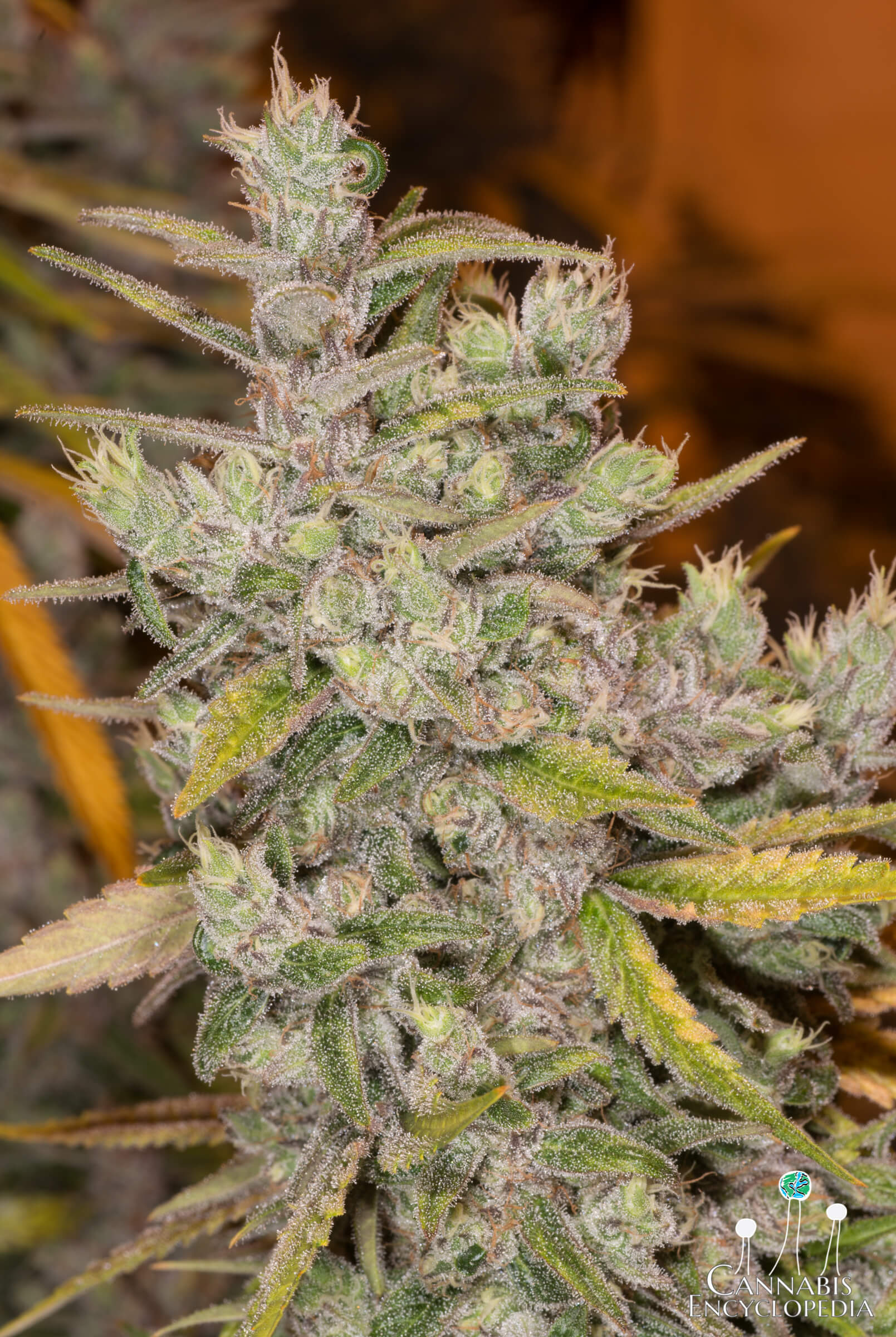 frankenberry_live plant_the herbal cure18 The Herbal Cure Denver's