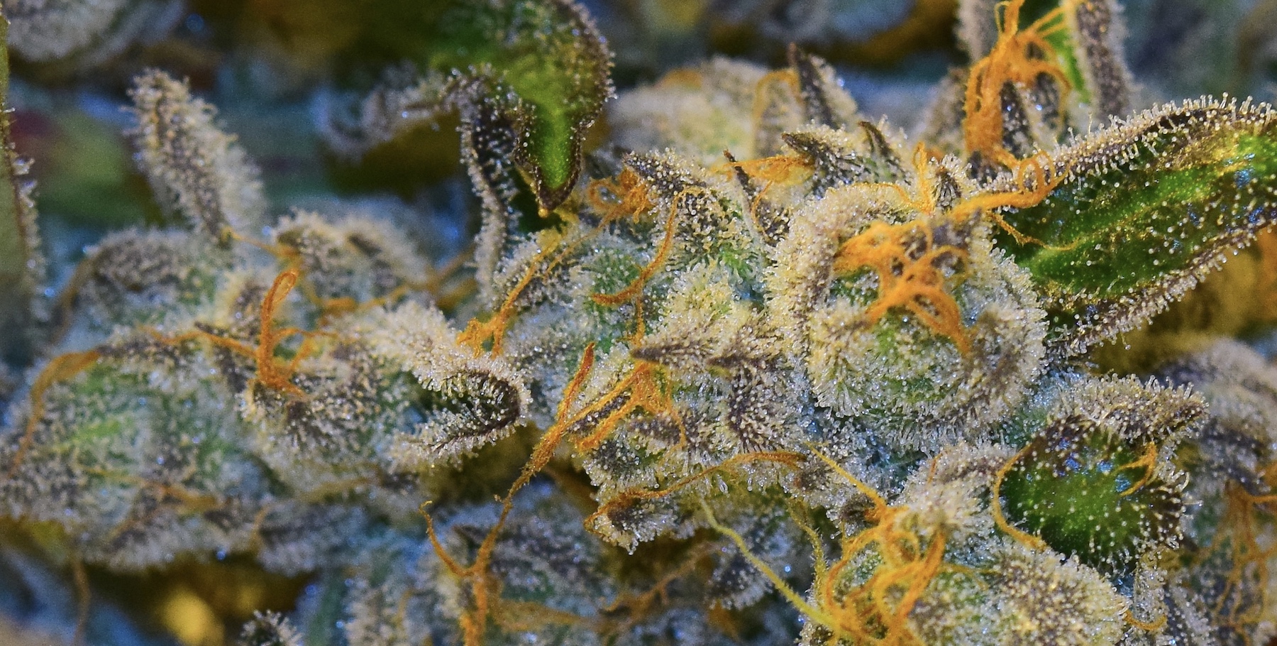 The Herbal Cure Denver's