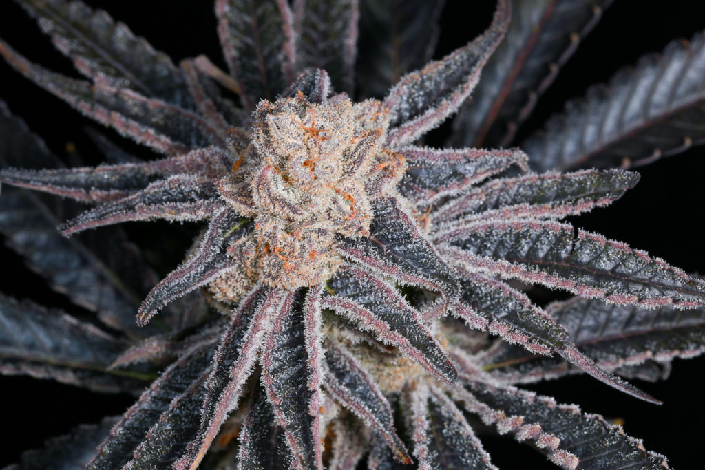 purplepunchweedstrainlarryoggrandaddypurplethevillagebest