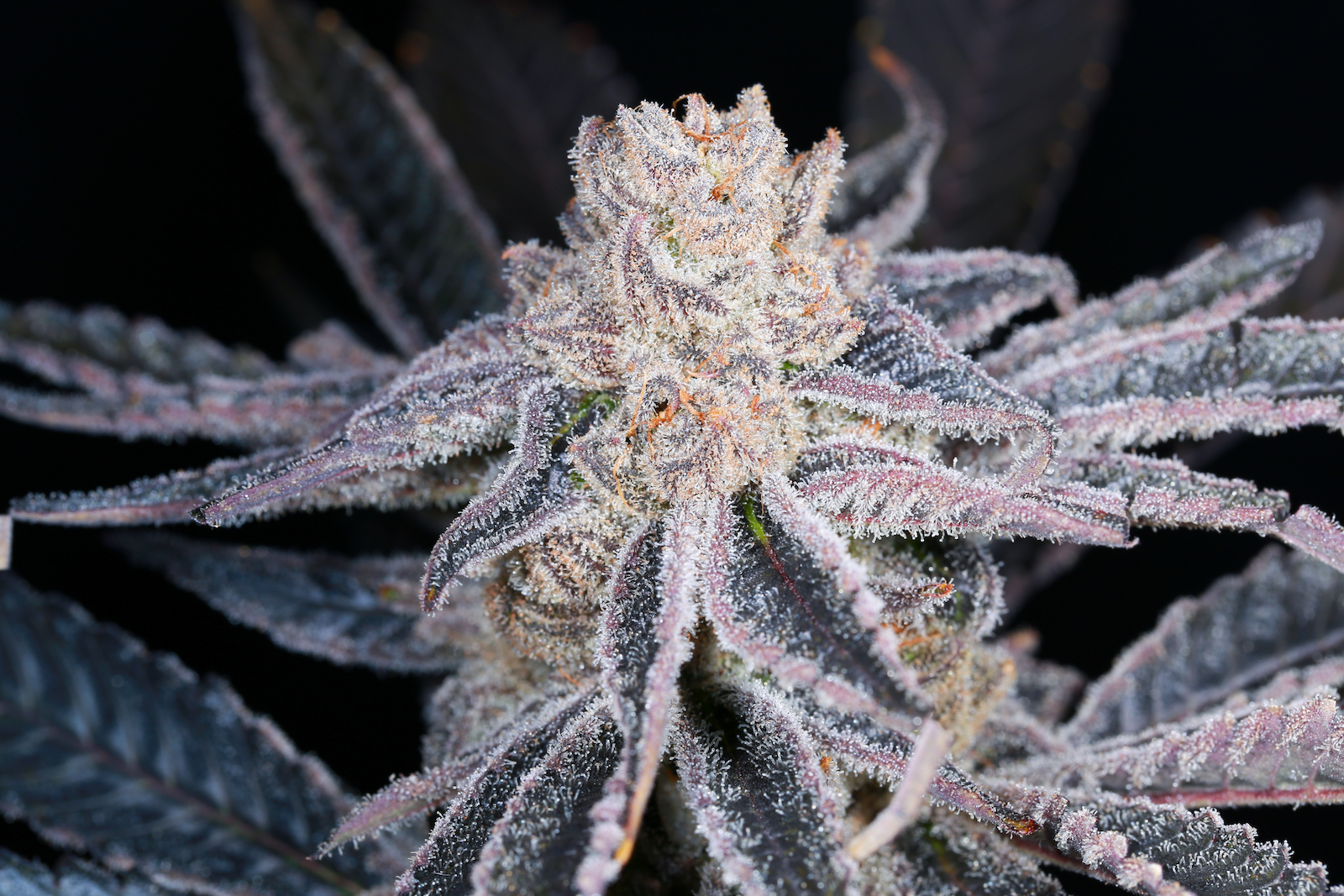  Purple  Punch  The Herbal Cure Denver s Premier Cannabis 