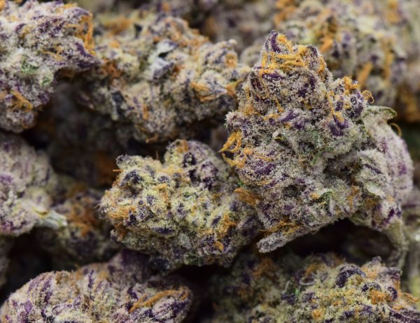 cookie purple punch strain