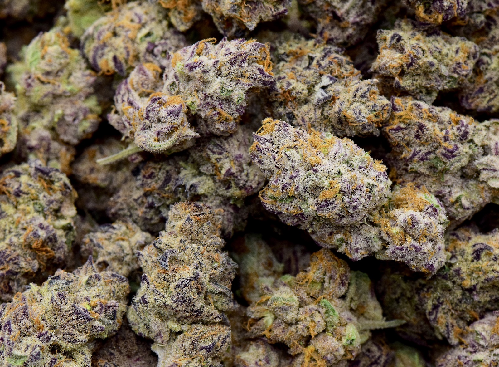 purple-punch-strain-best-weed-ever-dispensary-quality-cannabis-the-herbal-c...