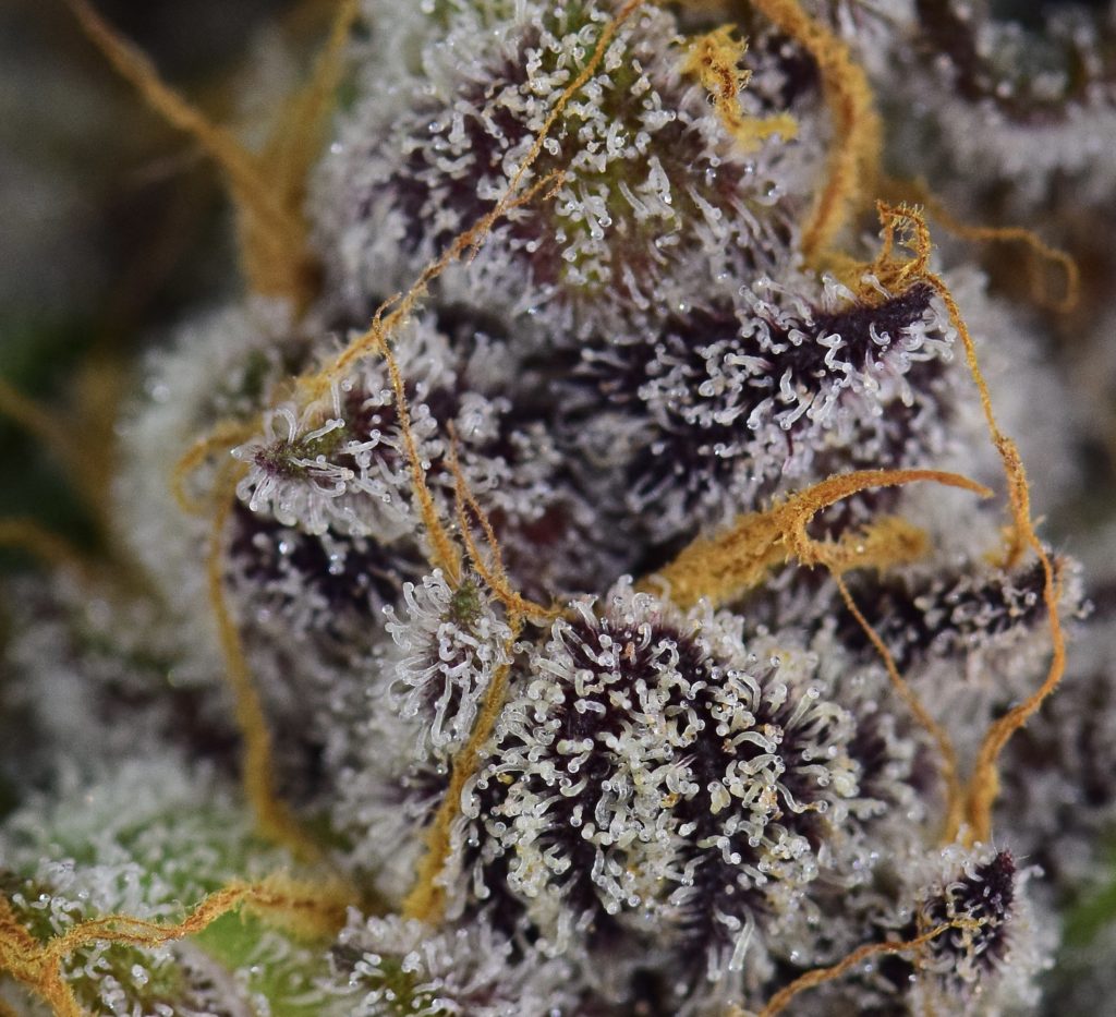 papayapunchbestweedeverdenveroniseeds2theherbalcuredenver