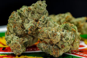 MotorBreath x GMO x GG4