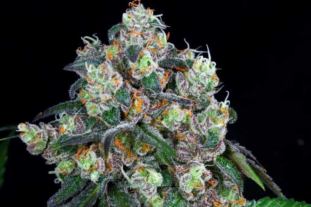 Best Colorado Cannabis